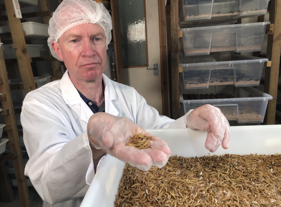Tom Mohan, co-founder of Horizon Insects, holds a handful of Tenebrio molitor larvae, at the company's London insect farm on June 2, 2021. While insects are commonly eaten in parts of Asia and Africa, they're increasingly seen as a viable food source in the West as Earth's growing population puts more pressure on global food production. Experts say they're rich in protein, yet can be raised much more sustainably than beef or pork. Regulatory change has also made things easier for European companies looking to market insects directly to consumers.