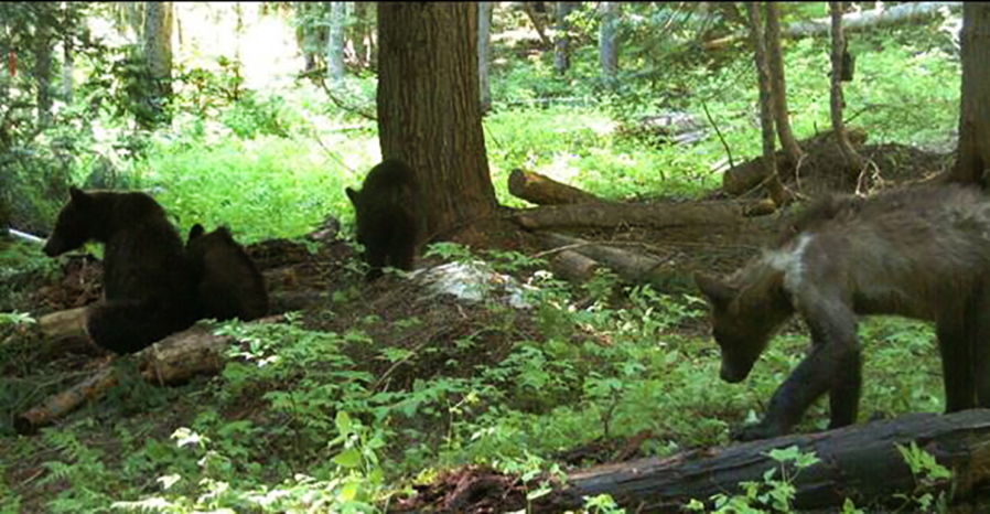 In this July 15, 2021, remote game camera image released by Washington Department of Fish and Wildlife, a first for Washington state, wildlife biologists recently captured and fitted a female grizzly bear (Ursus arctos) with a radio collar, far left, near Metaline Falls in northeast Washington. The bear is accompanied by three yearling offspring, was then released to help biologists learn more about grizzly bears in Washington state. The bear was captured about ten miles from the Washington-Idaho border on U.S. Forest Service land by U.S. Fish and Wildlife Service (Service) biologists. The three yearlings dispersed into the surrounding woods while biologists did a general health check on the mother and fitted her collar, then returned to be with mom when the humans went away.