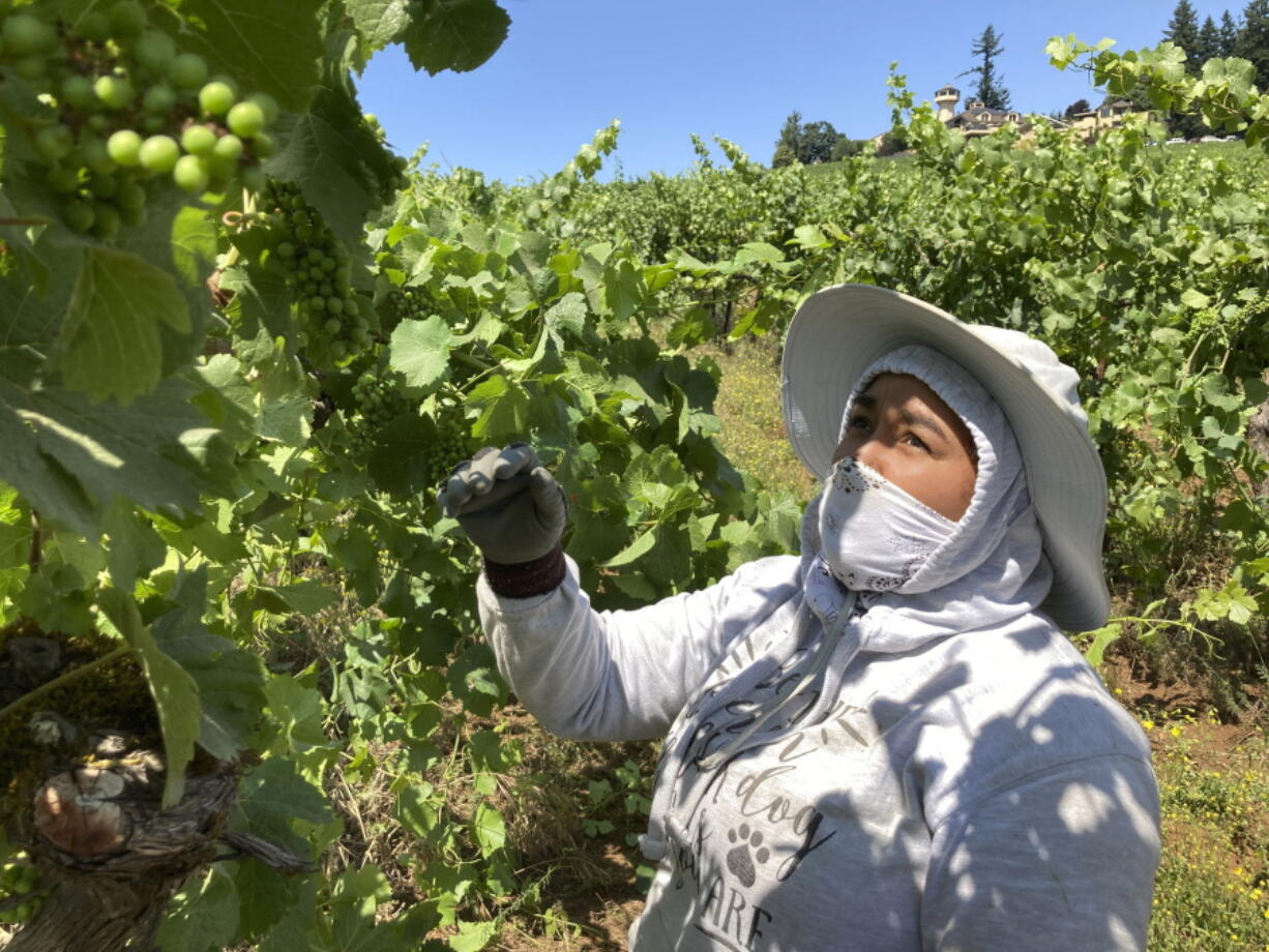 Alejandra Morales Buscio, of Salem, Oregon, reaches up to pull the leaf canopy over pinot noir grapes on Thursday, July 8, 2021, to shade the fruit from the sun, at Willamette Valley Vineyards in Turner, Ore. After a recent record heat wave and more hot weather expected, workers in several Pacific Northwest wineries will trim less of the leaf canopy to keep the grapes shaded and prevent sunburn. Winemakers are worried about what's still ahead this summer amid a historic drought tied to climate change and wildfire risk.