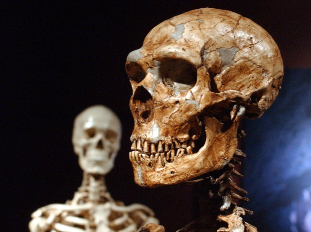 A reconstructed Neanderthal skeleton, right, and a modern human skeleton on display at the Museum of Natural History in New York.