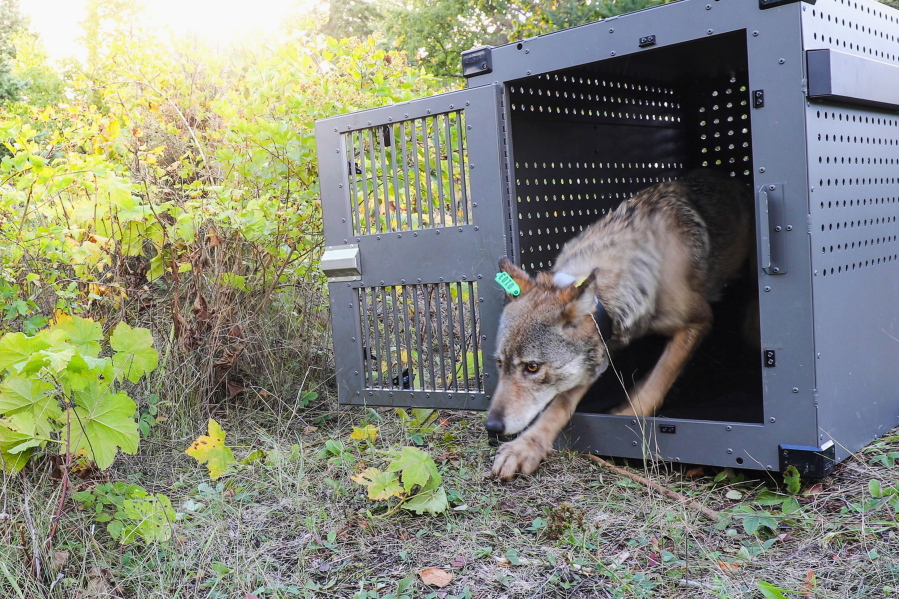 FILE - In this Sept. 26, 2018, file photo, provided by the National Park Service, a 4-year-old female gray wolf emerges from her cage as it is released at Isle Royale National Park in Michigan. Wolf pups have been spotted again on Isle Royale, a hopeful sign in the effort to rebuild the predator species' population at the Lake Superior national park, scientists said Monday, July 12, 2021.