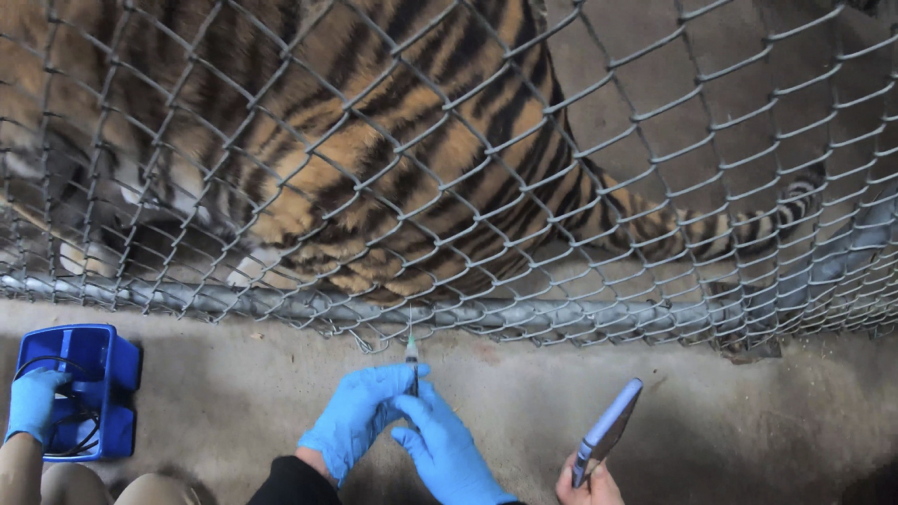 A tiger receives a COVID-19 vaccine July 1 at the Oakland Zoo in Oakland, Calif. Tigers are trained to voluntarily present themselves for minor medical procedures, including COVID-19 vaccinations.
