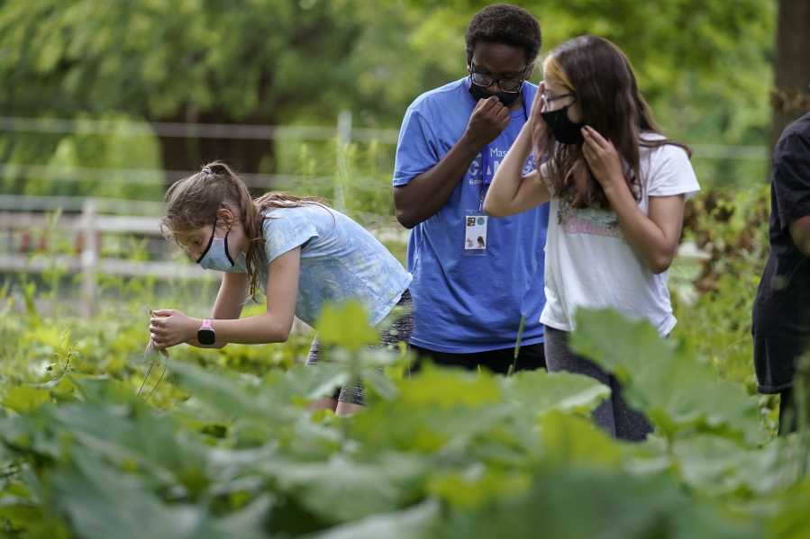 Jamil Boykin, center, camp educator at the Mass Audubon's Boston Nature Center and Wildlife Sanctuary, examines wild sorrel with students Nesha Moskowitz, left, and Lyla Mendoza, right, during a hike at the sanctuary, in the Mattapan neighborhood of Boston, Wednesday, June 23, 2021. Audubon Society chapters are grappling with how to address their namesake's legacy as the nation continues to reckon with its racist past. John James Audubon was a celebrated 19th century naturalist but also a slaveholder publicly opposed to abolition.