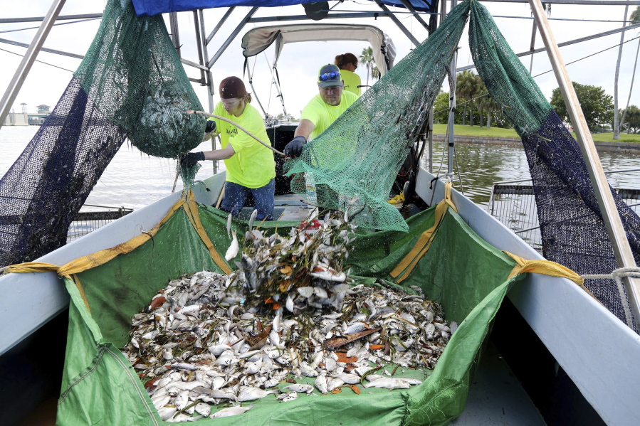 Tyler Tucker, left, and his father Toliver Tucker collect dead fish from nets into their shrimp boat while Jessica Toliver steers the trawler through the intracoastal waterway where Red Tide is decimating fish populations off Treasure Island, Fla., on Thursday, July 22, 2021. (Douglas R.