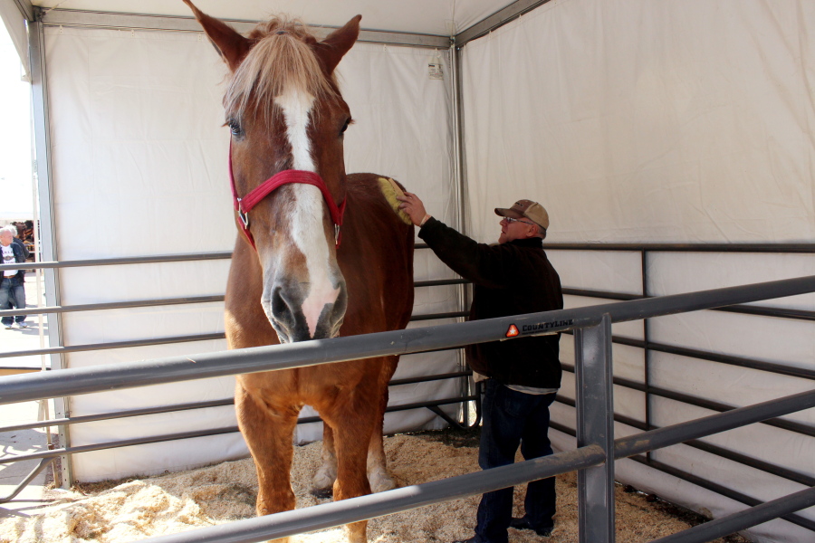 THIS CORRECTS THAT BIG JAKE WAS CERTIFIED AS THE TALLEST HORSE IN 2010, NOT 2020 AS ORIGINALLY SENT - FILE - Jerry Gilbert brushes Big Jake at the Midwest Horse Fair in Madison, Wisc., in this Friday, April 11, 2014, file photo. The world's tallest horse has died in Wisconsin. WMTV reported Monday, July 5, 2021, that the 20-year-old Belgian named "Big Jake" died several weeks ago. Big Jake lived on Smokey Hollow Farm in Poynette. Big Jake was 6-foot-10 and weighed 2,500 pounds. The Guinness Book of World Records certified him as the world's tallest living horse in 2010.