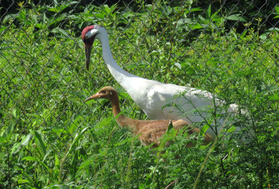 Aurora, a 36-day-old endangered whooping crane chick created by artificial insemination, and stepfather Peep stand in their enclosure at the Audubon Nature Institute's Species Survival Center in New Orleans.