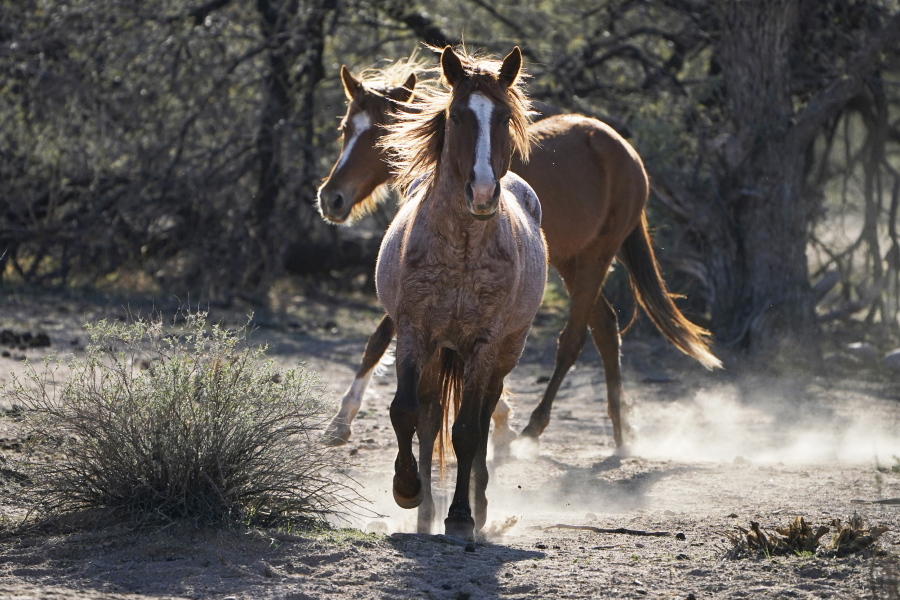 FILE - In this March 10, 2021, file photo, two Salt River wild horses kick up dust as they arrive at a site for emergency feeding run by the Salt River Wild Horse Management Group near Coon Bluff in the Tonto National Forest near Mesa, Ariz. Federal land managers say they're stepping up protections to guard against the illegal resale of wild horses and burros adopted from the government for slaughter after they've been captured on U.S. lands but mustang protection advocates say the Bureau of Land Management needs to do more.