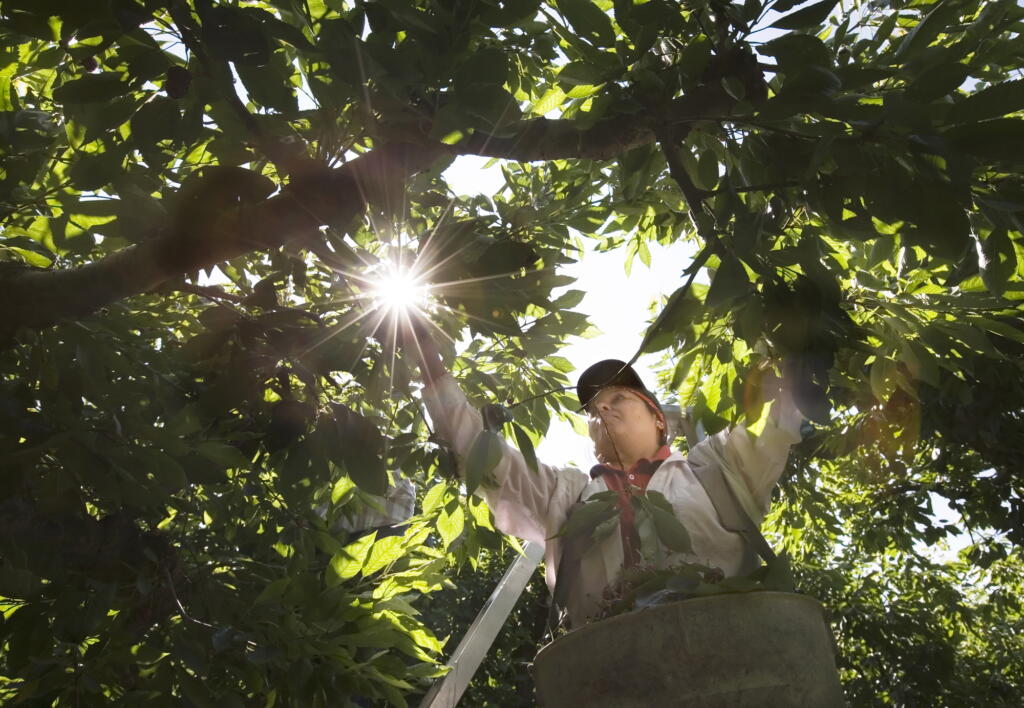 While Washington regulators created new rules to protect farmworkers who harvest during the heat and smoke, worker advocates say the protections fall far short of what’s necessary.