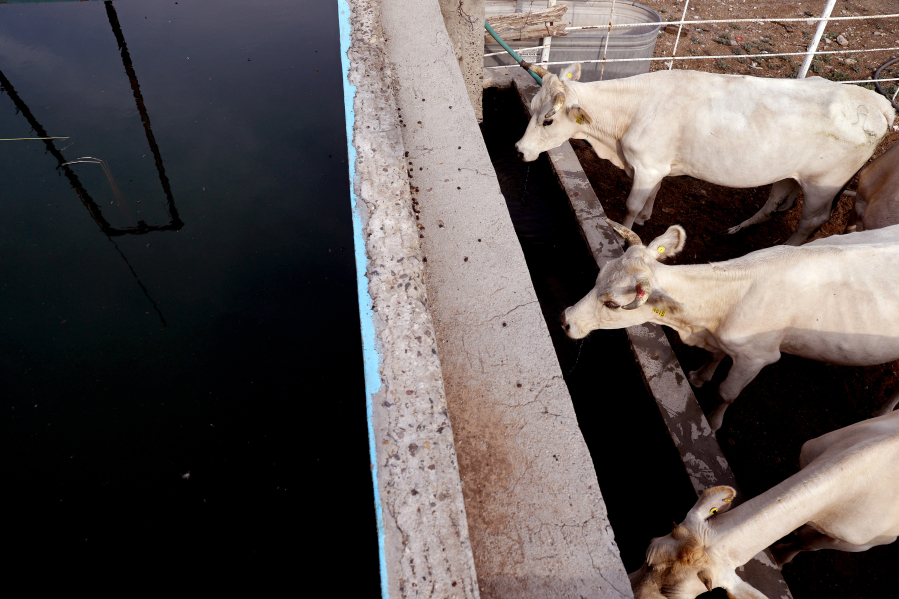 Healthy livestock drink water from a trough at Rancho La Ventana on Friday, July 23, 2021 in La Noria de Cuco, Sonora. The ranch is owned by the son of Julio Aldama's, 56, of Ciudad Obregon, a rancher and businessman.