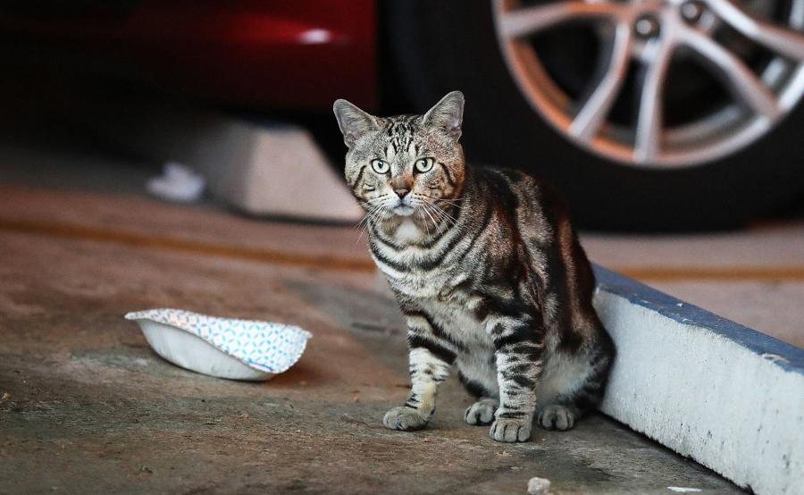 A cat sits near an empty bowl in a parking garage at Nova Southeastern University in Davie on Tuesday, Aug. 3, 2021. The university has threatened to fire anyone who feeds stray cats on campus.