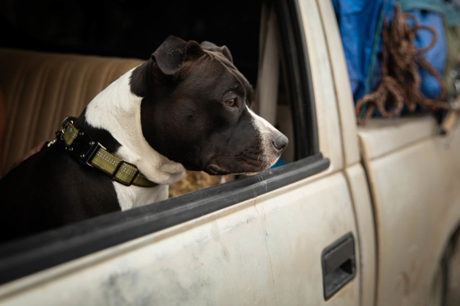 A dog named Alligator looks out the window of a truck at an evacuation center on Aug.7, in Susanville, Calif. (Maranie R.