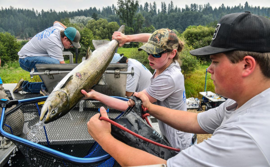 Emma Sell and Josh Abrahamson take chinook salmon from a Wells Salmon Hatchery truck and load them into a rubber bladder before releasing them into the Little Spokane River on Aug. 6.