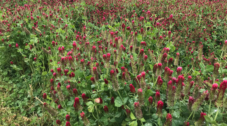 Crimson clover is an easy cover crop to start with.