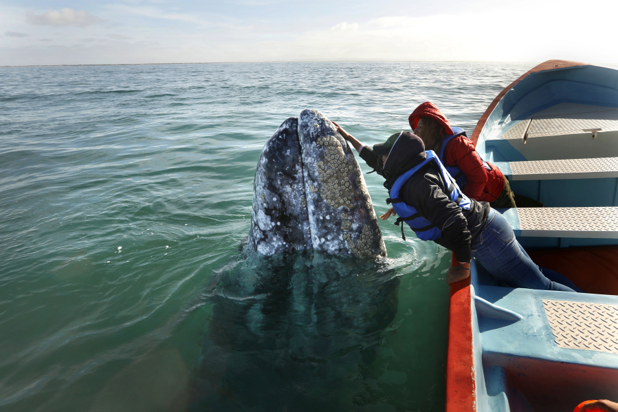 Balvi Vasquez pets and talks to a gray whale in San Ignacio Lagoon, Baja California, on February 16, 2021.