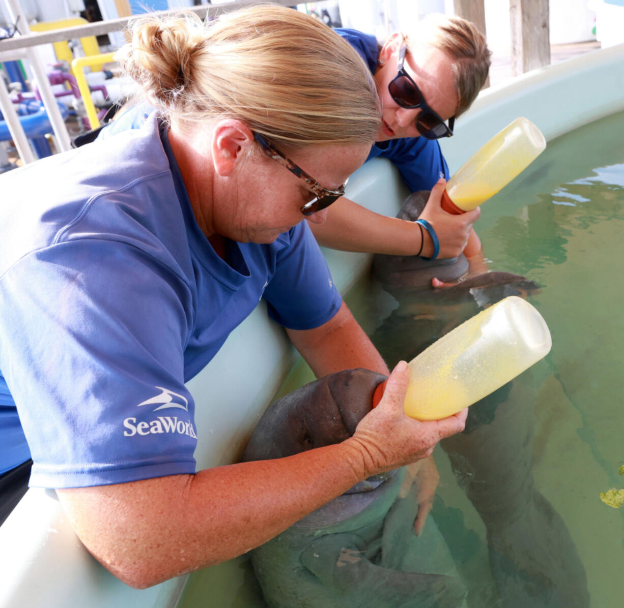 SeaWorld Orlando Animal Rescue Team specialists Becca Downey (left) and Ashley Killo feed the two babies in the Manatee Rehabilitation Area of the park?s backstage Rescue Center, photographed Thursday, August 5, 2021. In July, the Florida Fish and Wildlife Commission (FWC) reported 866 manatee deaths so far in 2021 ?? the highest death toll ever recorded in the state in a single year.