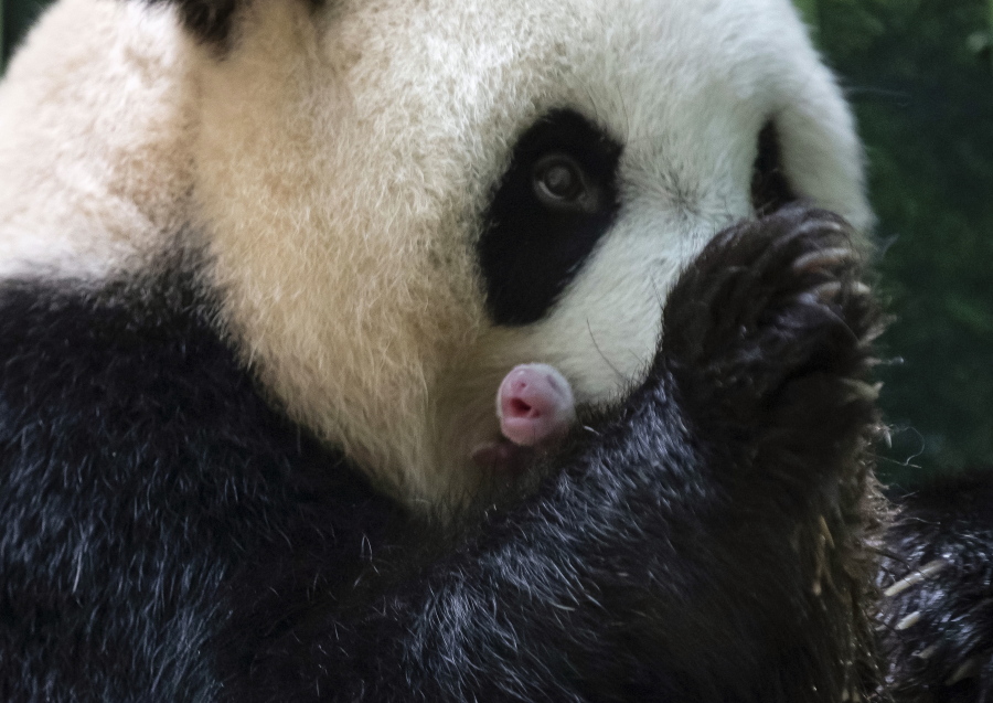 This handout photo released by the Beauval Zoo shows panda Huan Huan holding her new born female cub in Saint-Aignan, central France, Monday, Aug. 2, 2021. A giant panda on loan to France from China gave birth to two female twin cubs early Monday, a French zoo announced. The Beauval Zoo, south of Paris, said the twins were born shortly after 1 a.m. They weigh 149 and 129 grams (5.3 and 4.6 ounces).
