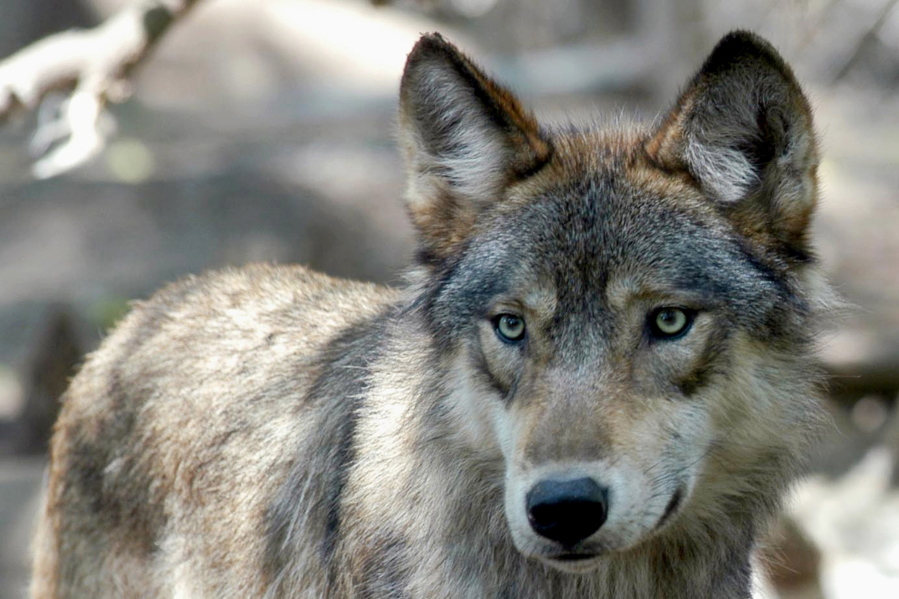 FILE - This July 16, 2004, file photo, shows a gray wolf at the Wildlife Science Center in Forest Lake, Minn. President Joe Biden's administration is sticking by the decision under former President Donald Trump to lift protections for gray wolves across most of the U.S.