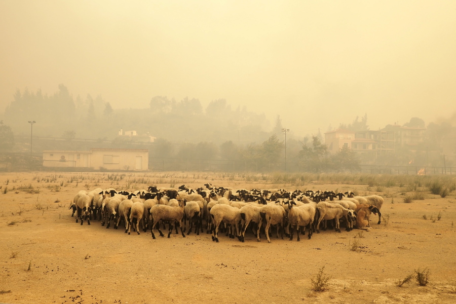 Sheep gather during a wildfire near Limni village on the island of Evia, about 160 kilometers (100 miles) north of Athens, Greece, Wednesday, Aug. 4, 2021. The European Union promised assistance Wednesday to Greece and other countries in southeast Europe grappling with huge wildfires after a blaze gutted or damaged more than 100 homes and businesses near Athens.