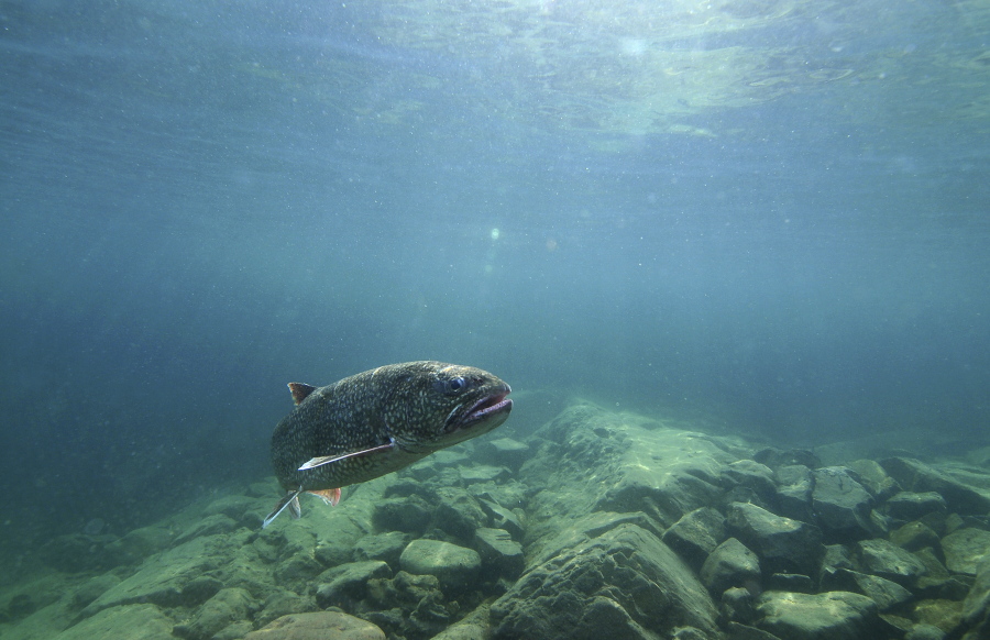 A lake trout swims off Isle Royale, Mich., in Lake Superior.