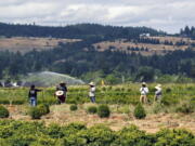FILE - In this July 1, 2021 file photo, farmworkers till soil as a heat wave bakes the Pacific Northwest in record-high temperatures near St. Paul, Ore. The Pacific Northwest is bracing for another major, multi-day heat wave in mid-August 2021 just a month after temperatures soared as high as 116 F in a record-shattering heat event that killed scores of the most vulnerable across the region.