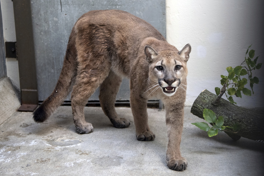 An 11-month-old, 80-pound cougar was removed from an apartment in the Bronx borough of New York, where she was being kept illegally as a pet, animal welfare officials said Monday. The cougar, nicknamed Sasha, spent the weekend at the Bronx Zoo receiving veterinary care and is now headed to the Turpentine Creek Wildlife Refuge in Arkansas, officials said.