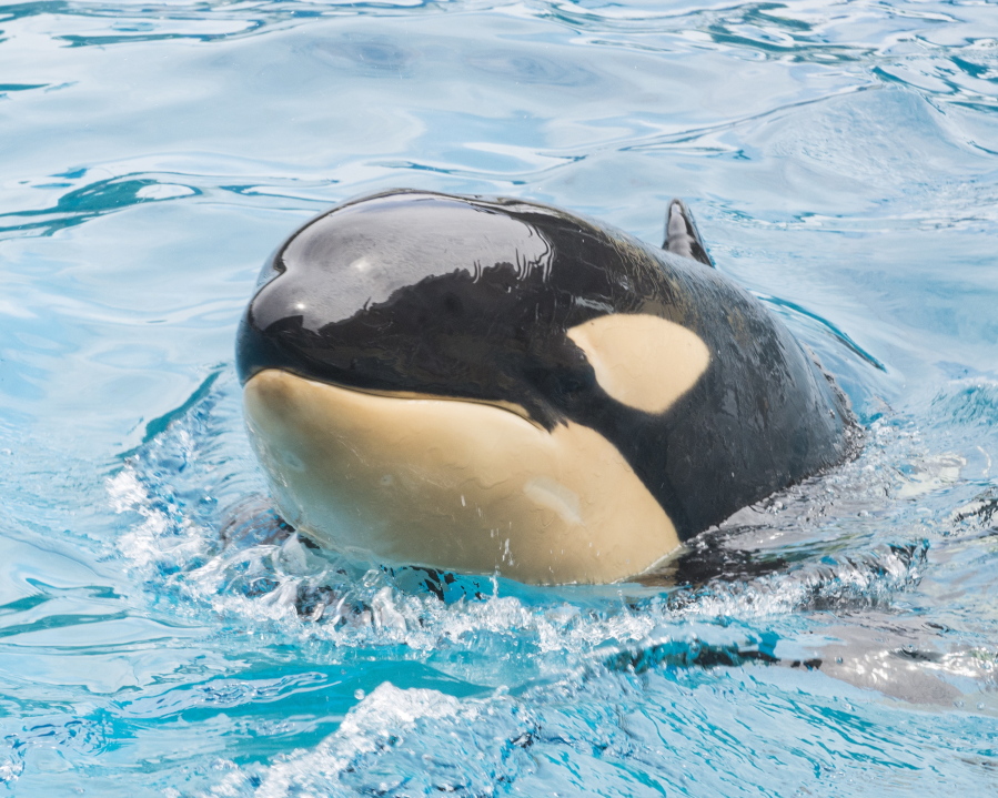 In this March 18, 2015, photo provided by SeaWorld, Amaya, a 6-year-old female orca, swims a the park. Amaya died unexpectedly on Thursday, Aug. 19, 2021, with her animal care specialists by her side in San Diego, Calif. The cause of death will not be known until the results of a post-mortem examination are complete, which may take several weeks.