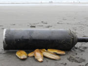 The Washington Department of Fish and Wildlife announced on Friday, Aug. 27, 2021, that 62 tentative dates are set for razor clam digs at beaches along the Washington coast beginning in mid-September and running through the end of the year.