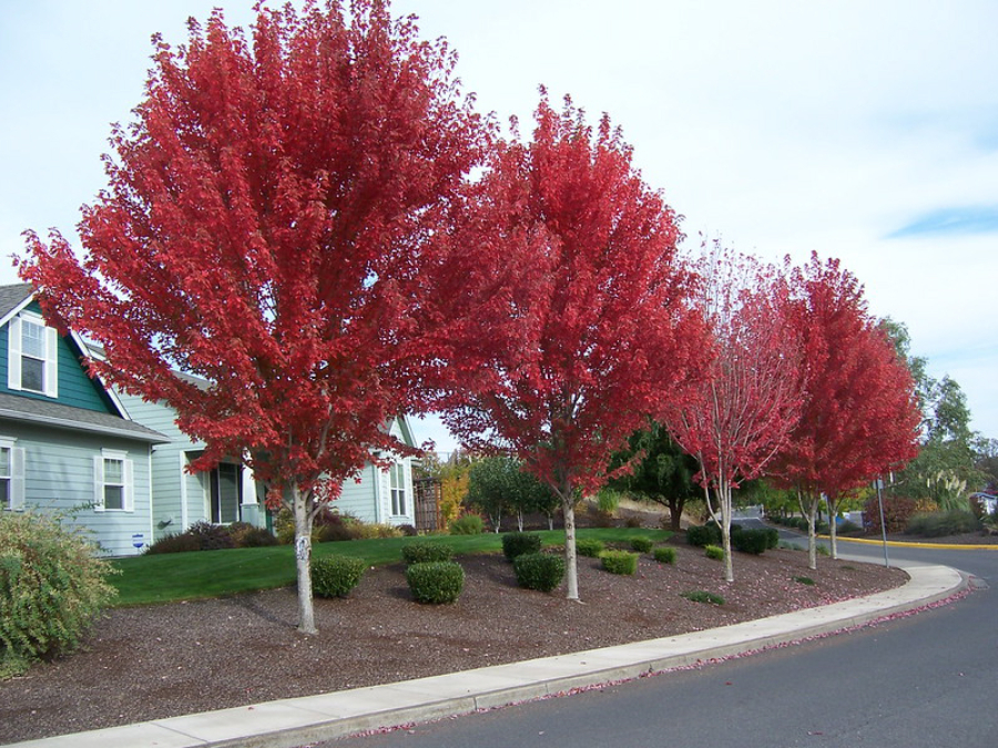 When trees start showing their fall color, it is time to go shopping.