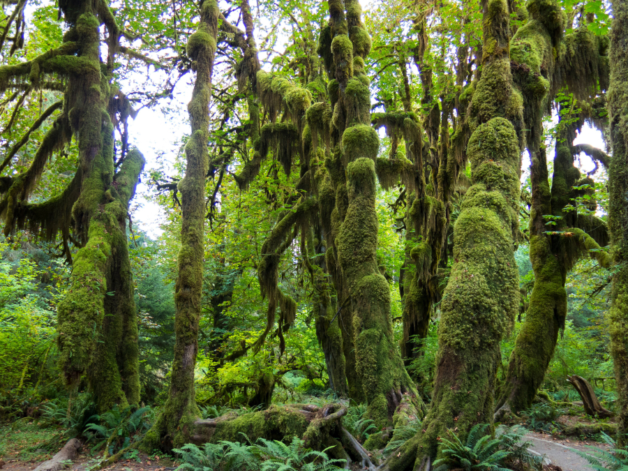 Hall of Mosses in the Hoh Rain Forest is a nice, short rainforest loop from the Hoh Rain Forest Visitor Center in Olympic National Park and about two hours southwest of Port Angeles.