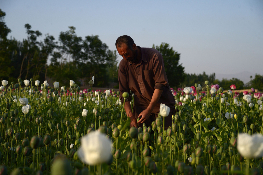 In this photo taken on April 27, 2018, an Afghan farmer harvests opium sap from a poppy field on the outskirts Mazar-i-Sharif.