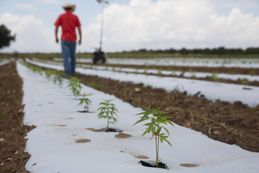 Hemp plants line the plot of land as Tejas Hemp owner Aaron Owens checks on his crops at Jenschke's farm in Luckenbach, Texas on Monday, August 30, 2021. Tejas Hemp manufactures and distributes CBD products, with a specialty in CBDV, or cannabidivarin. Hemp, unlike marijuana, isn't psychoactive.
