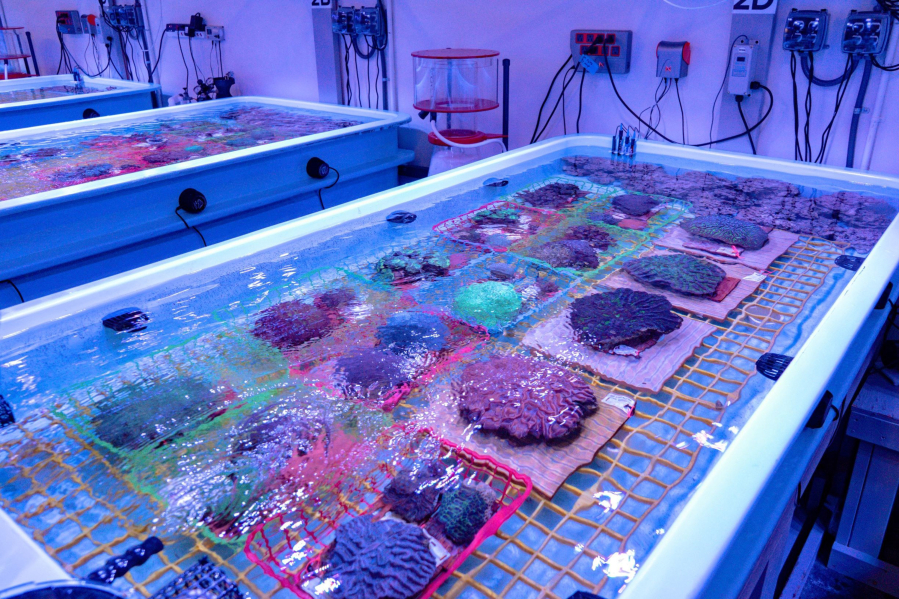 The Florida Coral Reef Rescue Center in Orlando preserves hundreds of specimens that researchers hope will serve as sort of a seed bank for future restoration. Special lighting gives the room a bluish hue and is designed to mimic the marine environment.