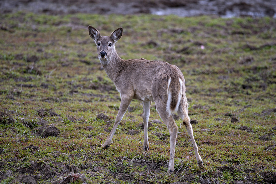 A deer pauses to greet a visitor while exploring a marshy area under dry, springtime conditions at Ridgefield National Wildlife Refuge on April 8. There's been an uptick in the number of Pacific Northwest white-tailed deer dying of viruses that typically infects more animals during hot summers and periods of drought, experts say.