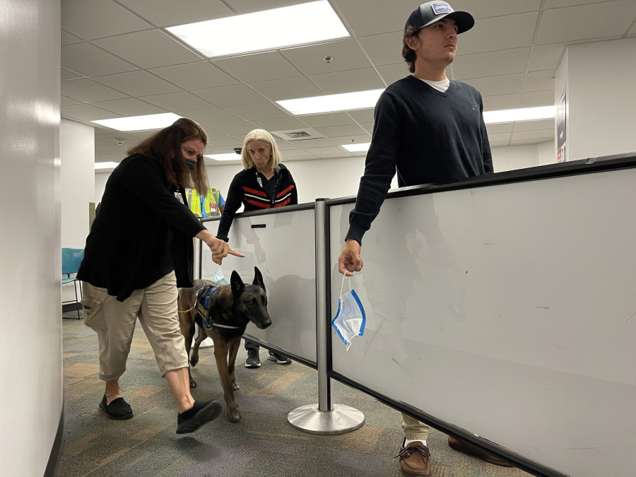 Detector dogs trained with protocols created by the Global Forensic and Justice Center at Florida International University are assisting with COVID detection at Miami International Airport.