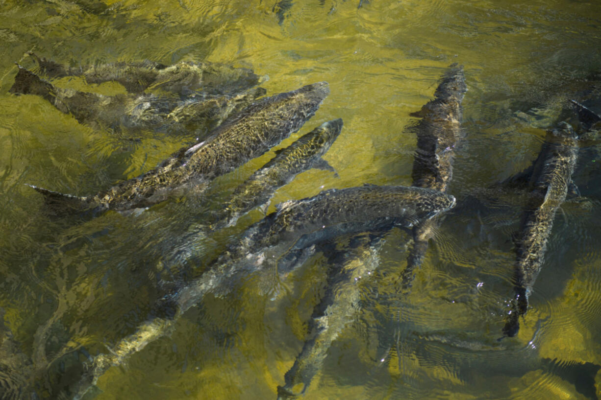 Chinook salmon swim up a fish ladder at the California Department of Fish and Wildlife Feather River Hatchery just below the Lake Oroville dam during the California drought emergency on May 27, 2021, in Oroville, Calif. (Patrick T.
