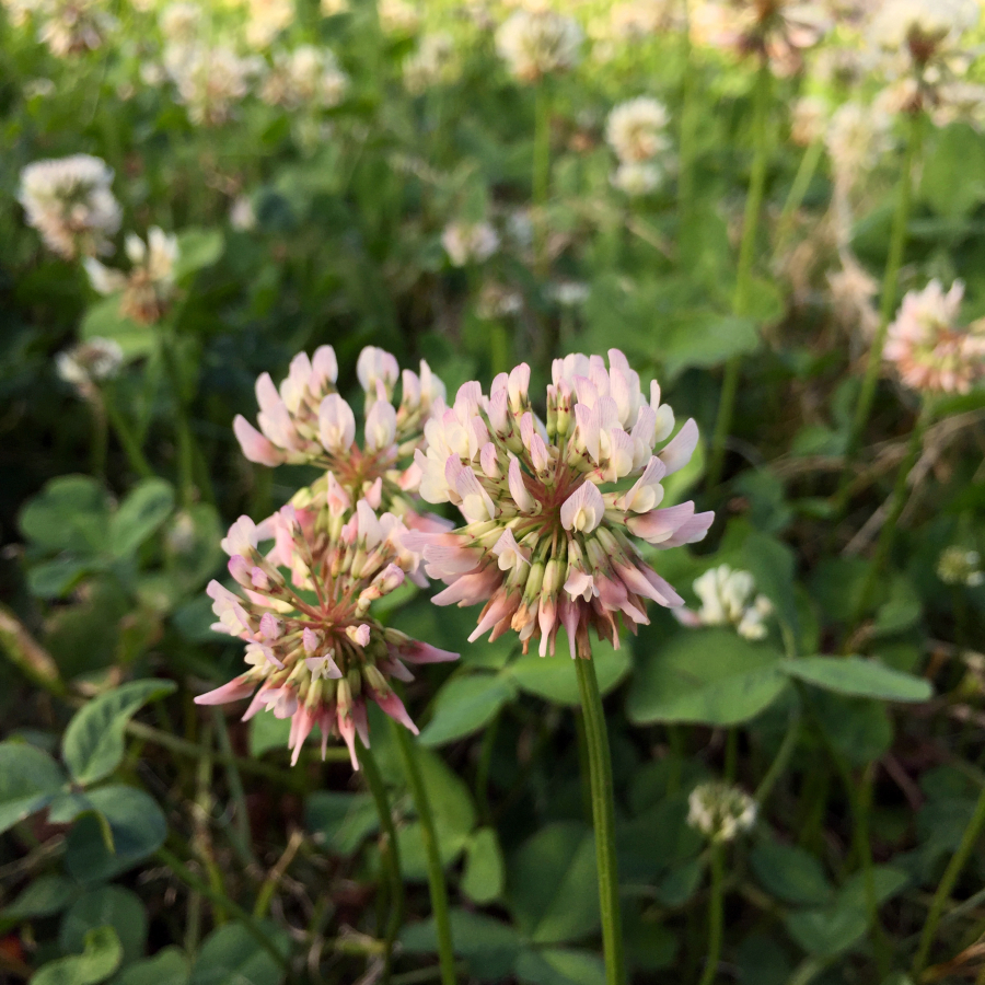 The pink-tinged blossoms of white clover are delicately sweet and can be added to baked goods.