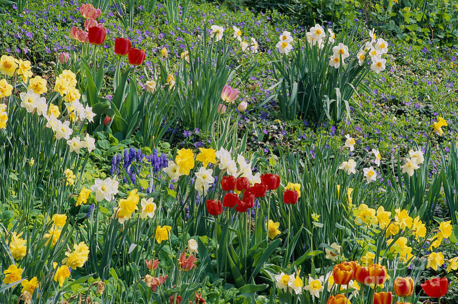 Plant bulbs now for spring blooms.
