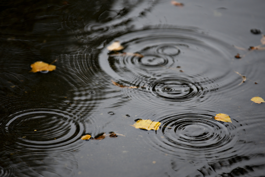 Raindrops and fall leaves collect in a puddle in the soaked streets of the Fisher's Landing Transit Center on Monday morning. The National Weather Service expects temperatures to remain mild throughout the week.