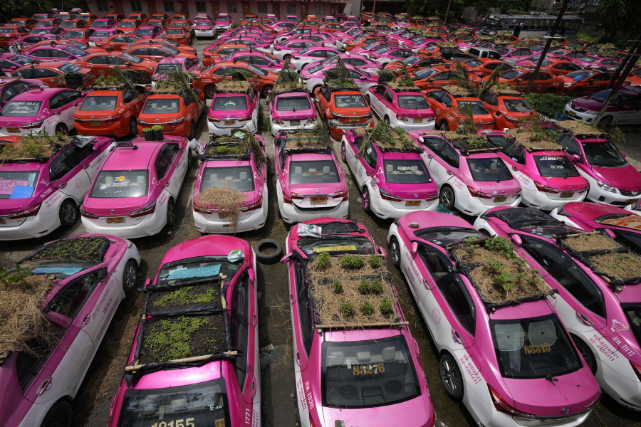 Miniature gardens are planted on the rooftops of unused taxis parked in Bangkok, Thailand, Thursday, Sept. 16, 2021. Taxi fleets in Thailand are giving new meaning to the term "rooftop garden," as they utilize the roofs of cabs idled by the coronavirus crisis to serve as small vegetable plots and raise awareness about the plight of out of work drivers.