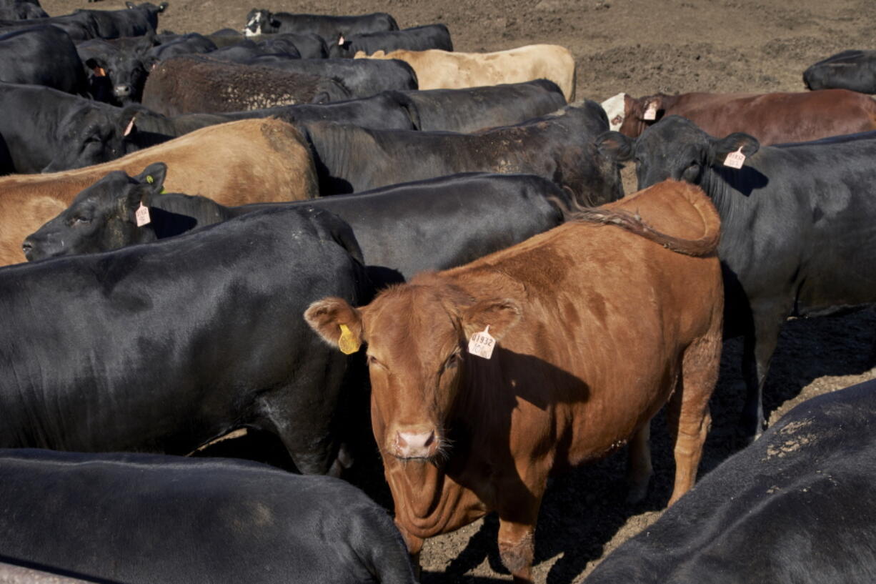 FILE -In this June 10, 2020 file photo, cattle is seen at a feedlot in Columbus, Neb. Cattle producers for 35 years have been bankrolling one of the nation's most iconic marketing campaigns, but now many want to end the program that created the "Beef. It's What's for Dinner" slogan. What's the ranchers' beef? It's that their mandatory fee of $1 per head of cattle sold is not specifically promoting American beef at a time when imports are flooding the market and plant-based, "fake meat" products are proliferating in grocery stores.