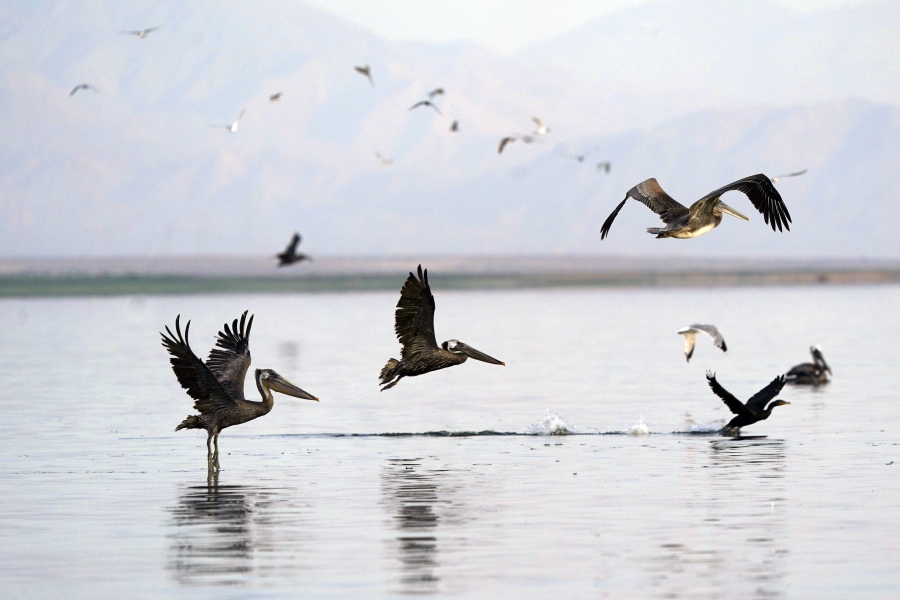 FILE - In this July 15, 2021, file photo Pelicans take flight in the Salton Sea on the Sonny Bono Salton Sea National Wildlife Refuge, in Calipatria, Calif. The Biden administration on Wednesday, Sept. 29, 2021, said it is drafting rules to govern the killing of wild birds by industry and will resume enforcement actions against companies responsible for deaths that could have been prevented.