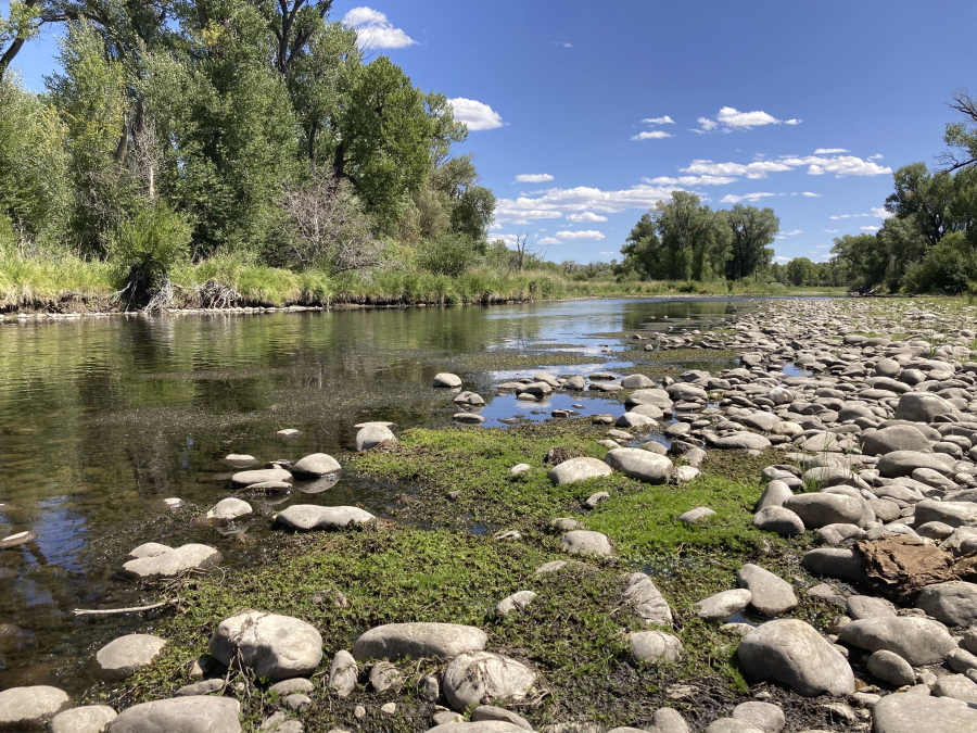 Exposed rocks and aquatic plants are seen alongside the North Platte River at Treasure Island in southern Wyoming, on Tuesday,Aug. 24, 2021.The upper North Platte is one of several renowned trout streams affected by climate change, which has brought both abnormally dry, and sometimes unusually wet, conditions to the western U.S.
