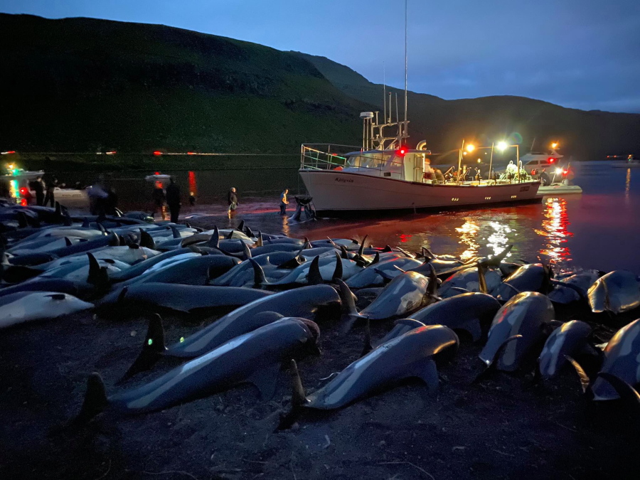 The carcasses of dead white-sided dolphins lay on a beach Sept. 12 after being pulled from the blood-stained water on the island of Eysturoy, which is part of the Faeroe Islands. The dolphins were part of a slaughter of 1,428 white-sided dolphins that is part of a four-century-old traditional drive of sea mammals into shallow water where they are killed for their meat and blubber. The hunt in the North Atlantic islands is not commercial and is authorized, but environmental activists claim it is cruel.