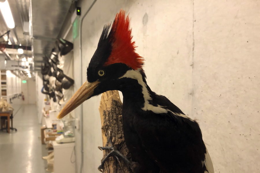 An ivory-billed woodpecker specimen is on a display at the California Academy of Sciences in San Francisco, Friday, Sept. 24, 2021. Death's come knocking a last time for the splendid ivory-billed woodpecker and 22 assorted birds, fish and other species: The U.S. government is declaring them extinct. It's a rare move for wildlife officials to give up hope on a plant or animal, but government scientists say they've exhausted efforts to find these 23.