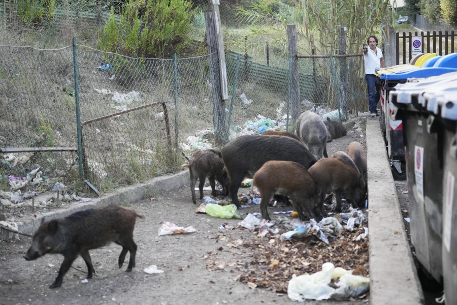 Wild boars eat garbages near trash bins in Rome, Friday, Sept. 24, 2021. They have become a daily sight in Rome, families of wild boars trotting down the city streets, sticking their snouts in the garbage looking for food. Rome's overflowing rubbish bins have been a magnet for the families of boars who emerge from the extensive parks surrounding the city to roam the streets scavenging for food.