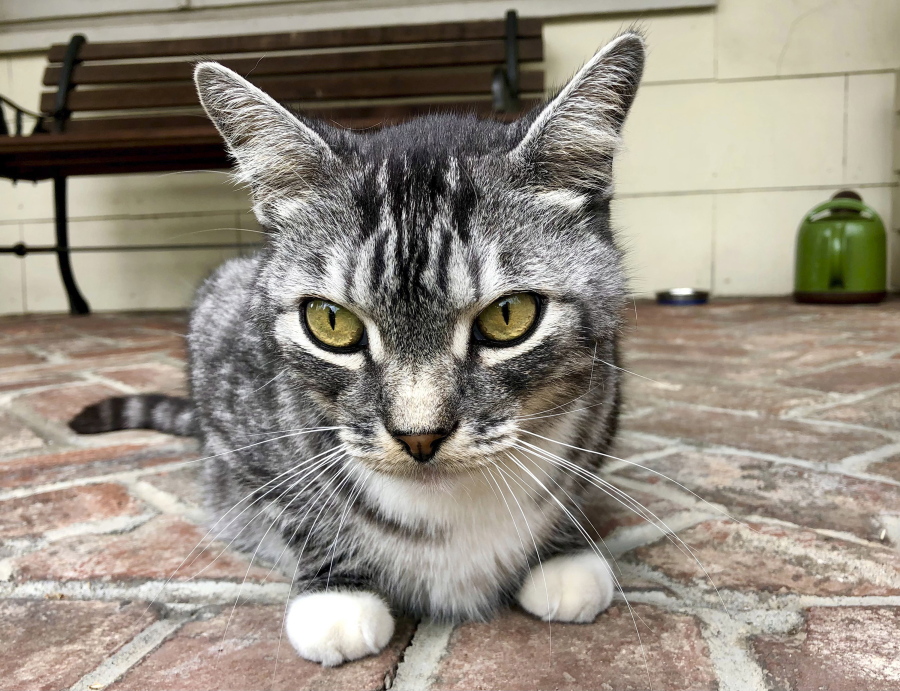 This photo provided by writer Solvej Schou shows Schou's neighbors' cat, Kevin as he sits on Schou and her husband's porch on Aug. 21, 2021 in Pasadena, Calif.