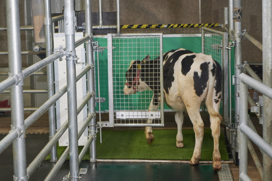 In this undated photo provided by the Research Institute for Farm Animal Biology in Dummerstorf, Germany in September 2021, a calf enters an astroturf-covered pen nicknamed "MooLoo" to urinate. The scientists, mimicking the process of putting a toddler on the potty until he or she has to go, put the cows in and waited until they urinated and then gave them a reward: a super sweet liquid of mostly molasses.