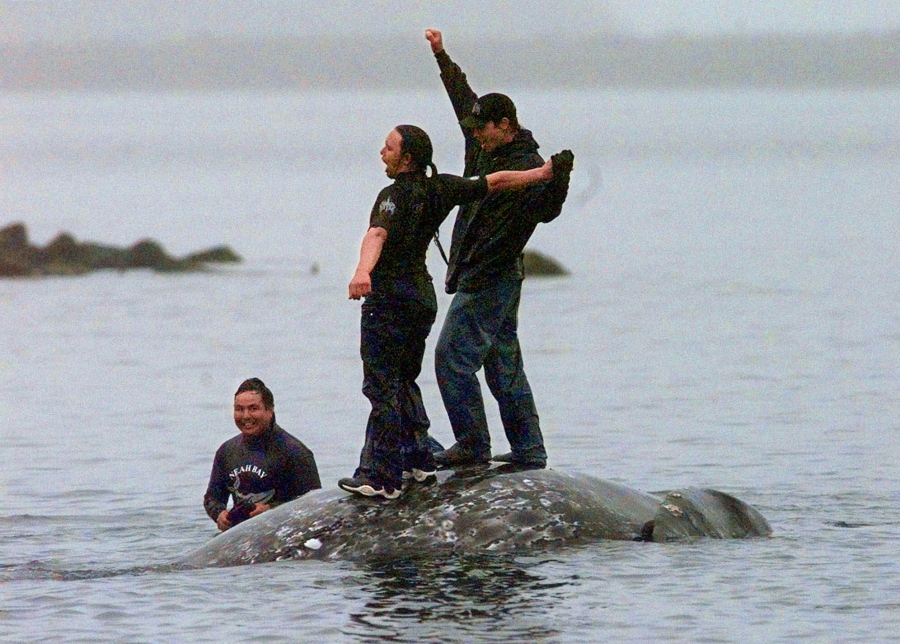 In this May 17, 1999, file photo, two Makah Indian whalers stand atop the carcass of a dead gray whale moments after helping tow it close to shore in the harbor at Neah Bay, Wash. An administrative law judge on Thursday, Sept. 23, 2021, recommended that the Makah be allowed to resume whaling along the coast of Washington state, as their ancestors did.