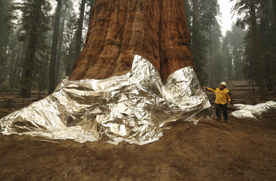 Jon Wallace, Operations Section Chief, looks over General Sherman where the historic tree was protected by structure wrap from fires along with the Four Guardsmen at Sequoia National Park, Calif., Wednesday, Sept. 22, 2021.