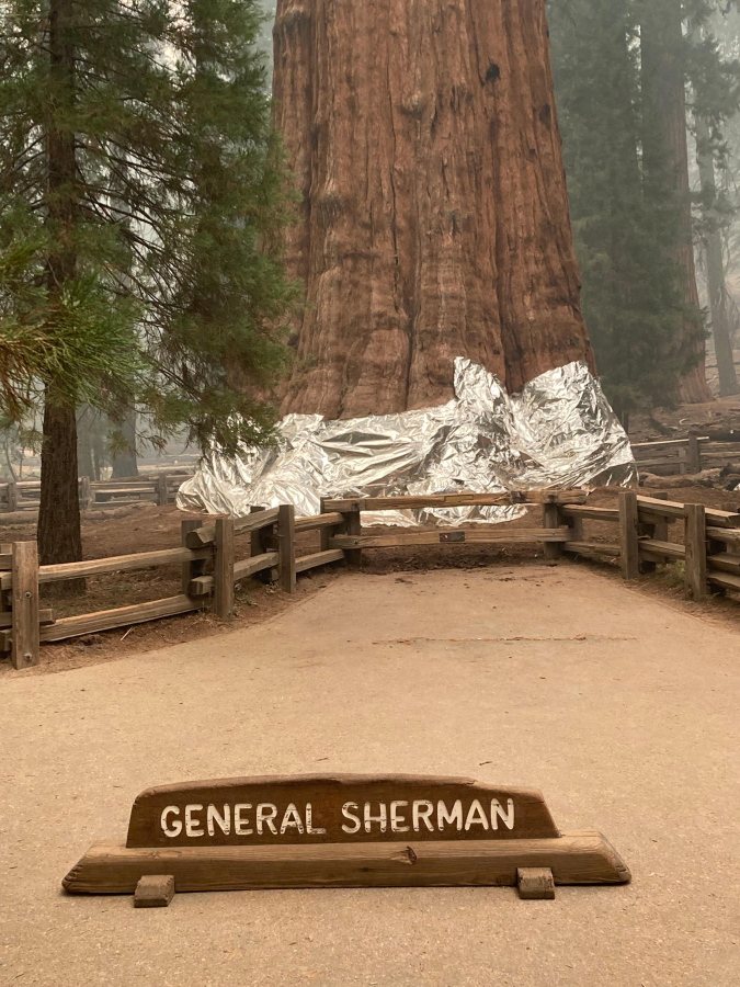 This photo provided by the Southern Area Blue Incident Management Team on Thursday, Sept. 17, 2021, shows the giant sequoia known as the General Sherman Tree with its base wrapped in a fire-resistant blanket to protect it from the intense heat of approaching wildfires at Sequoia National Forest in California.
